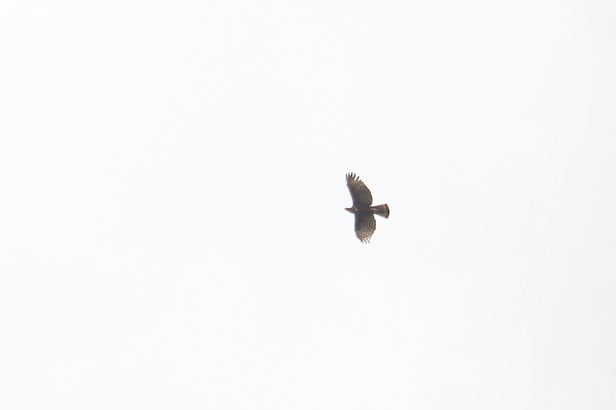 Changeable Hawk-Eagle - ML465922171