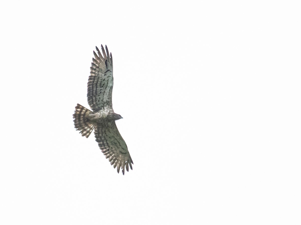 Short-toed Snake-Eagle - ML465922251
