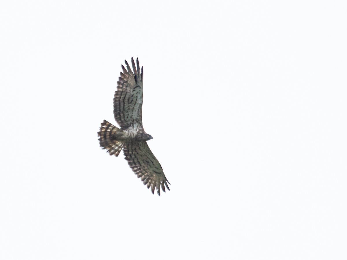 Short-toed Snake-Eagle - ML465922291