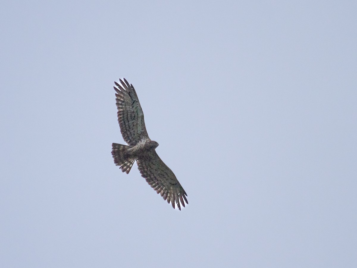 Short-toed Snake-Eagle - ML465922301