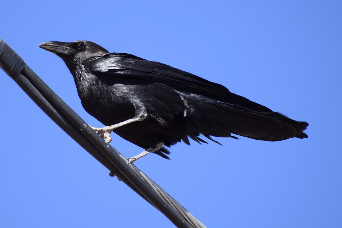 Corbeau à cou blanc - ML465922591