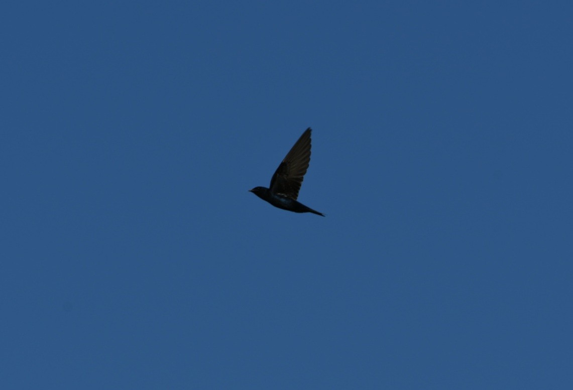 Golondrina Purpúrea - ML465922751