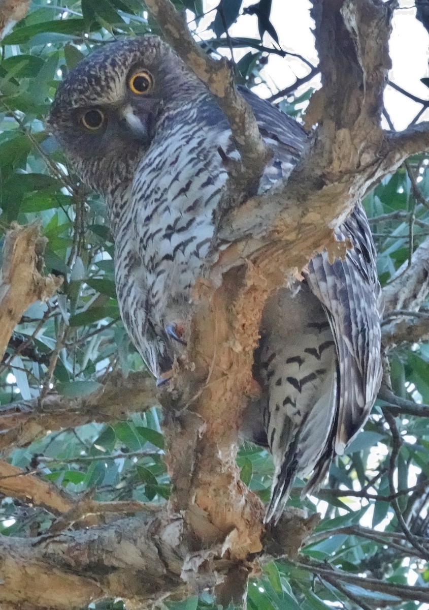 Powerful Owl - Alan Coates