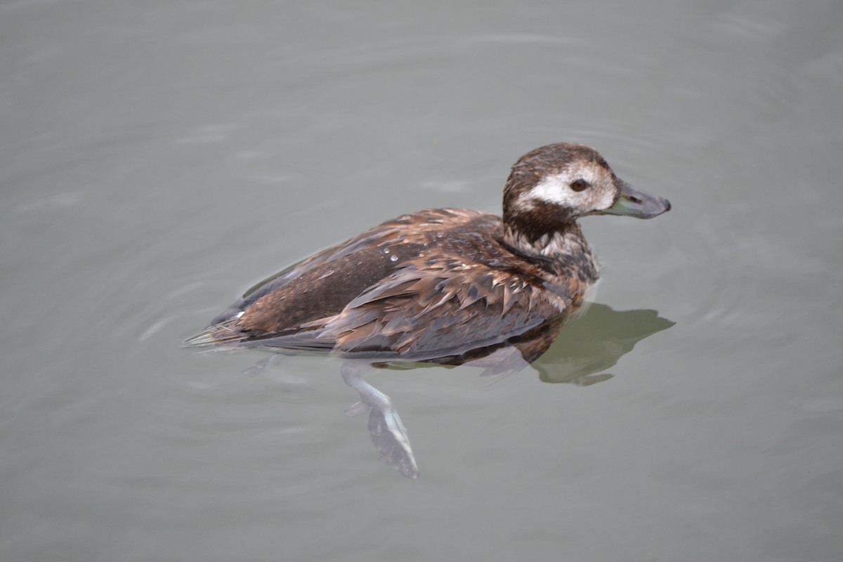 Long-tailed Duck - Bill Uttenweiler