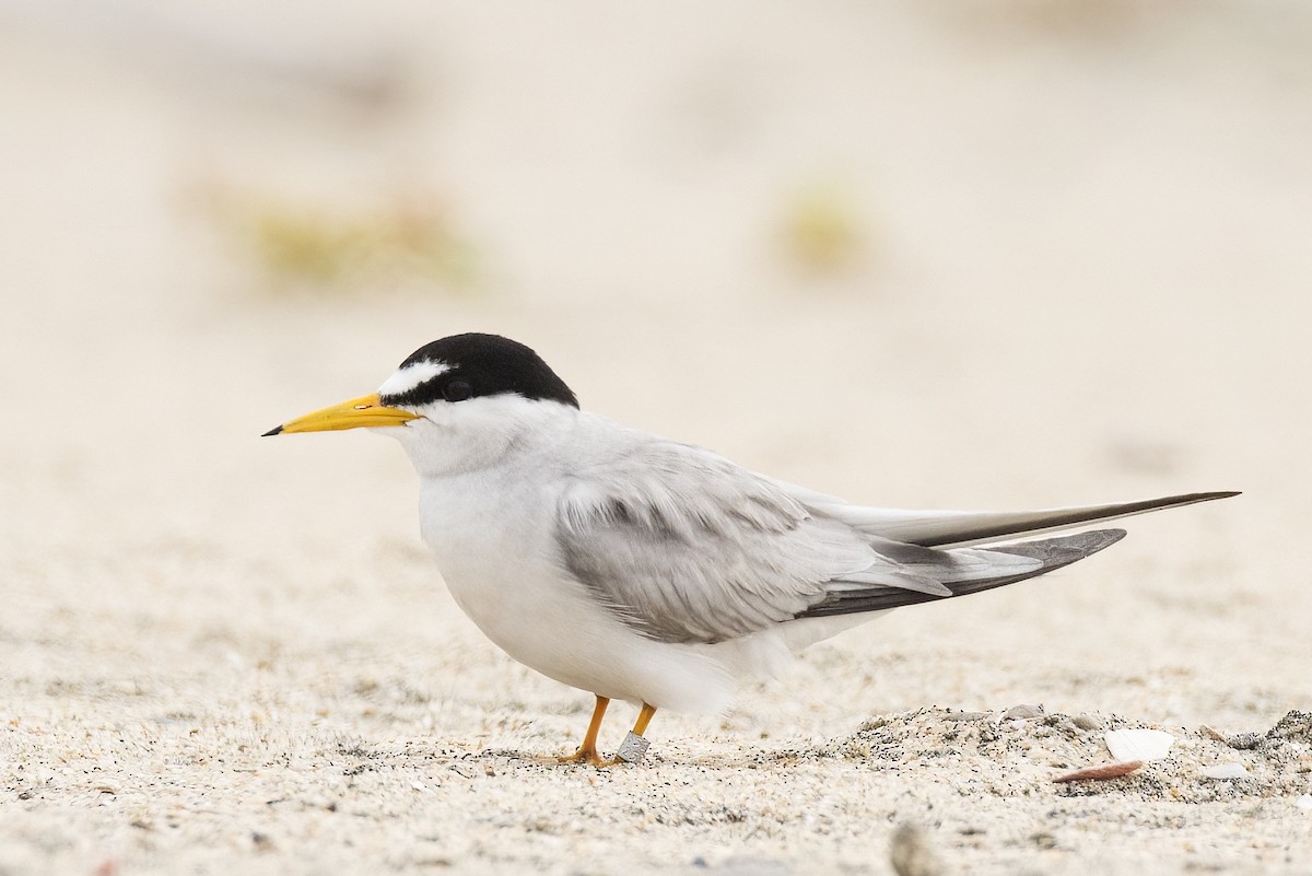 Least Tern - Barbara Swanson