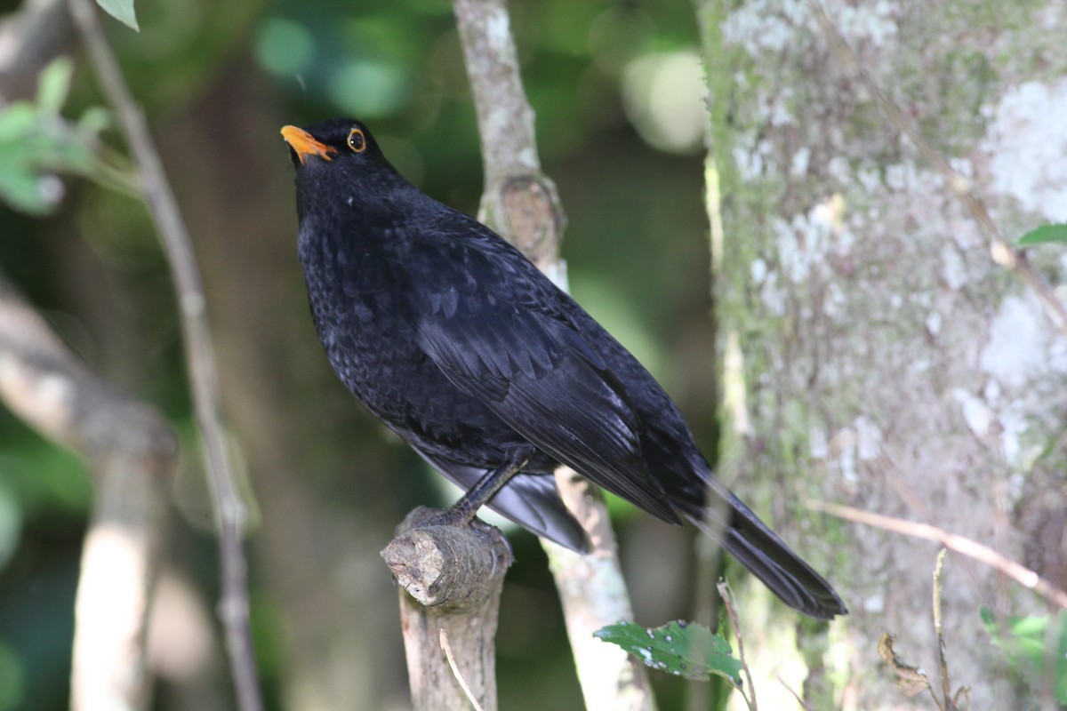 Eurasian Blackbird - Hendrik Swanepoel