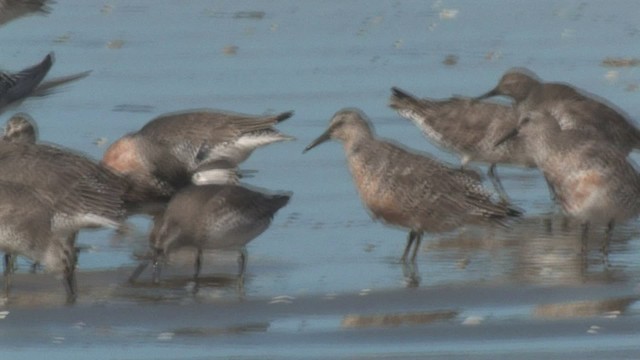 Red Knot - ML465932
