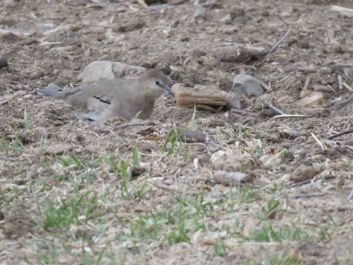 Picui Ground Dove - Diego Rojas