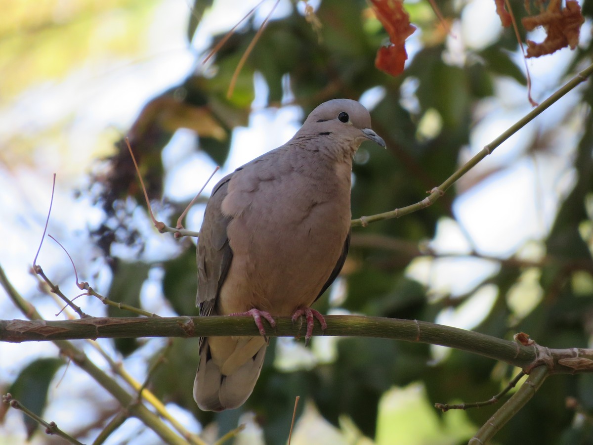 Eared Dove - ML465932381