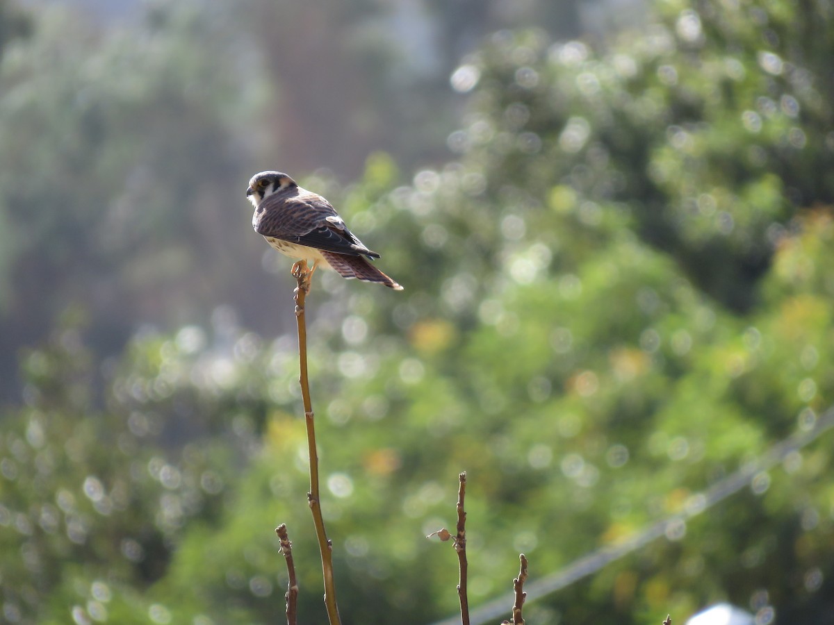 American Kestrel - ML465932451