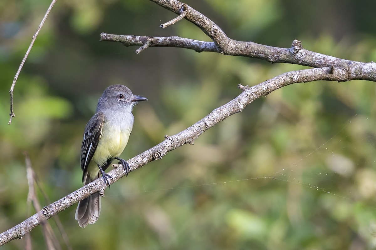 Panama Flycatcher - ML465932791