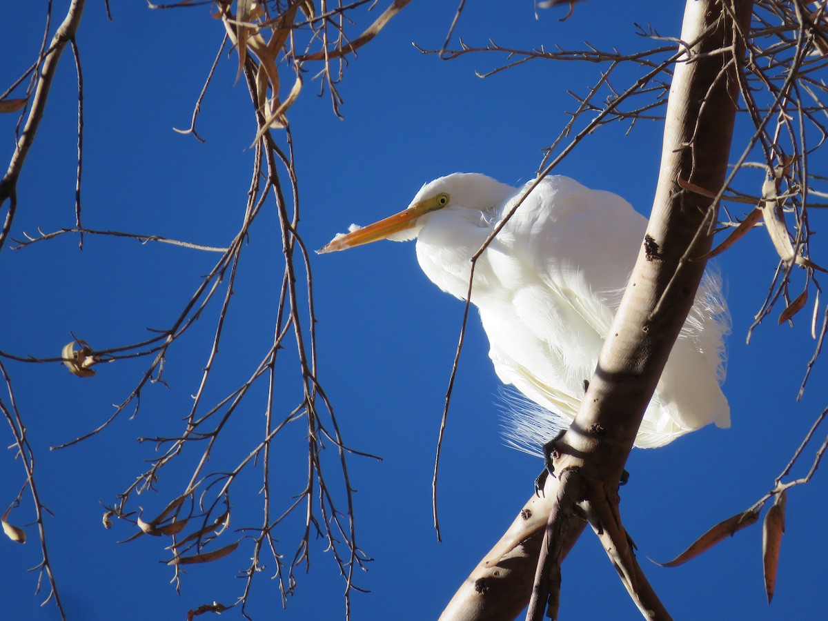 Great Egret - ML465933221