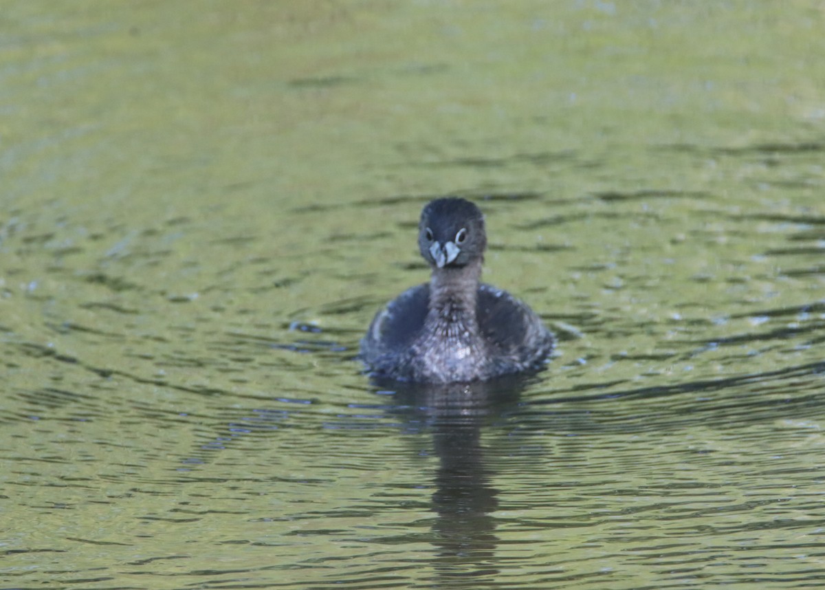 Pied-billed Grebe - ML465933411