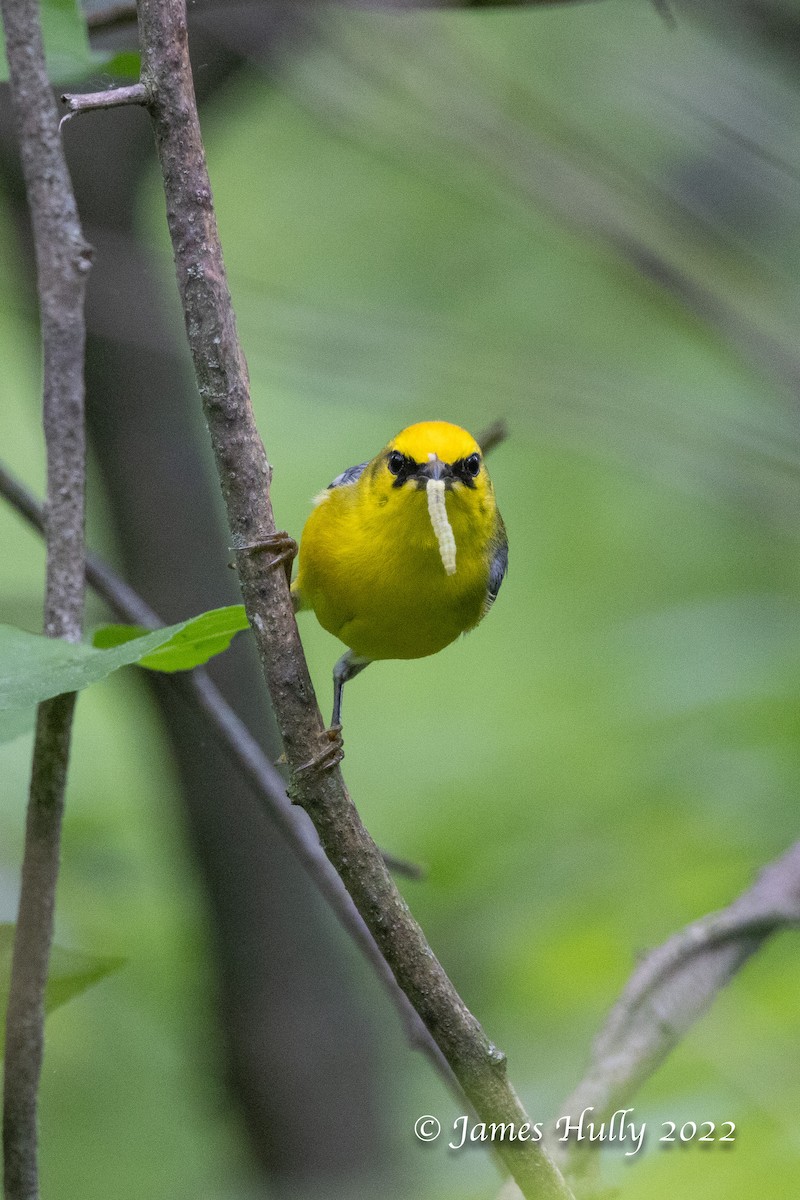 Blue-winged Warbler - Jim Hully