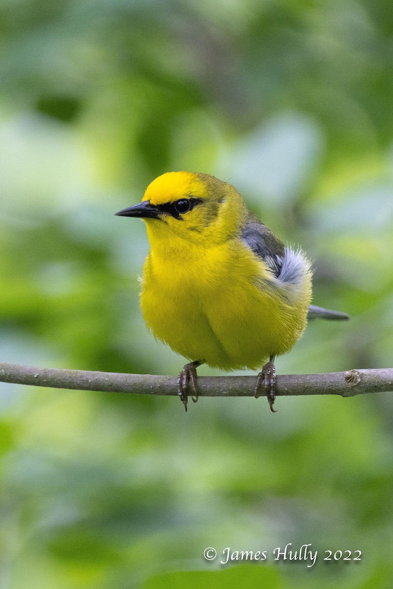 Blue-winged Warbler - Jim Hully