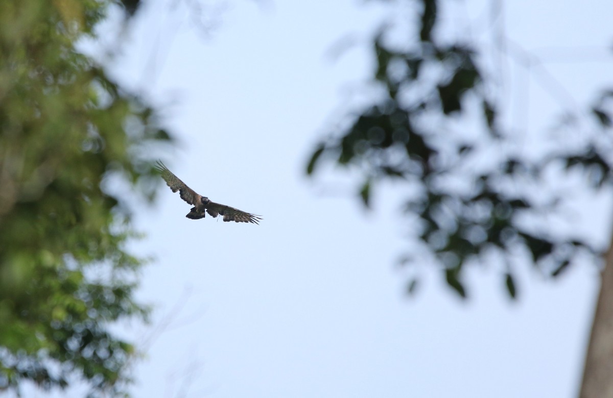 Crested Serpent-Eagle - ML465934671