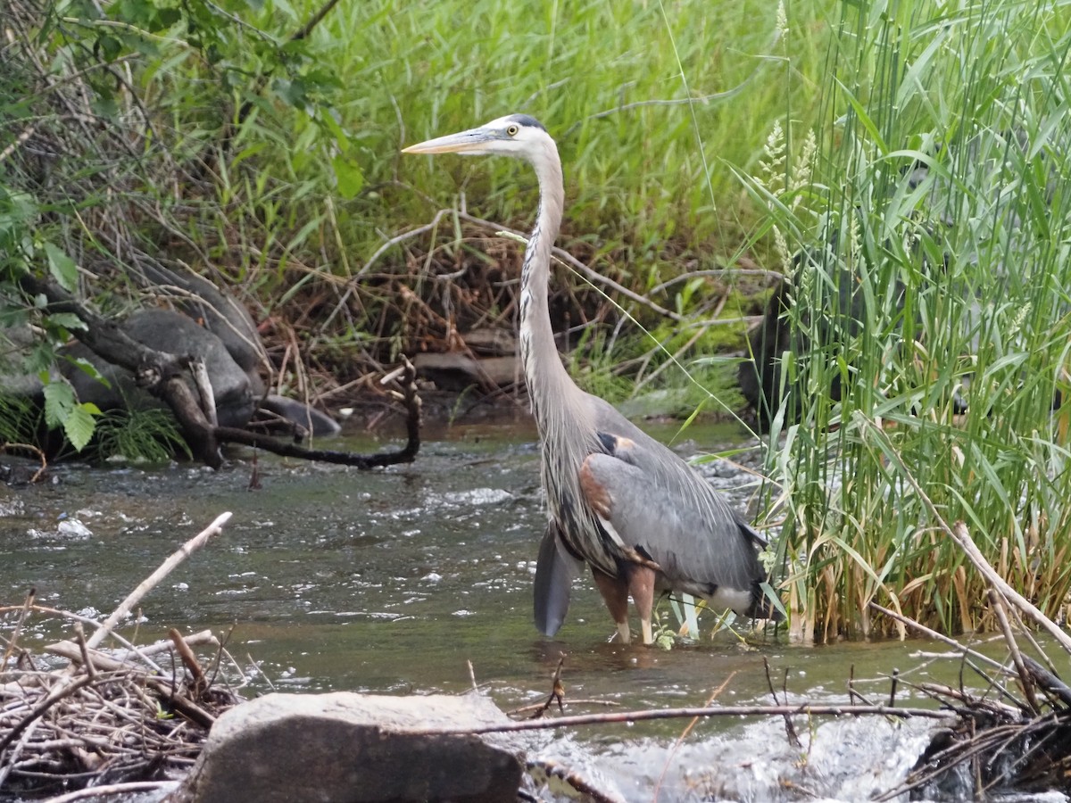 Great Blue Heron - ML465935381