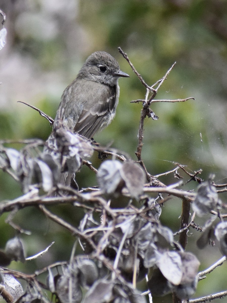 Dusky Flycatcher - ML465935391