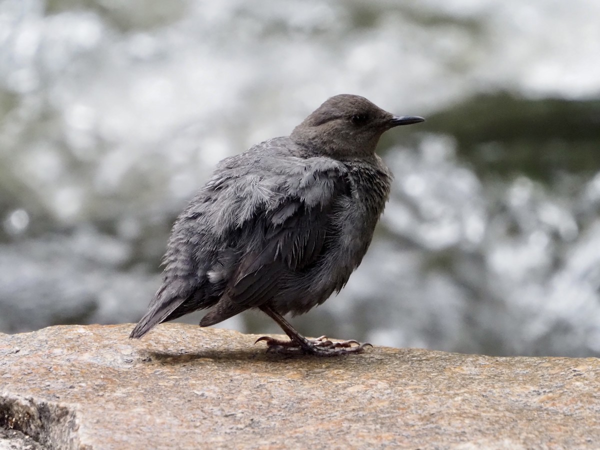 American Dipper - ML465935511