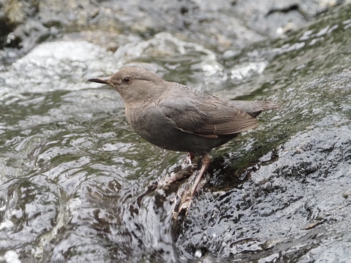 American Dipper - ML465935541