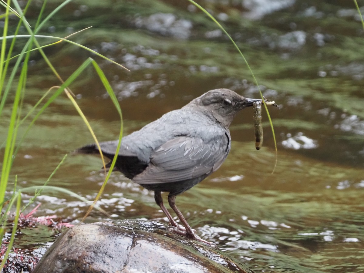 American Dipper - ML465935551