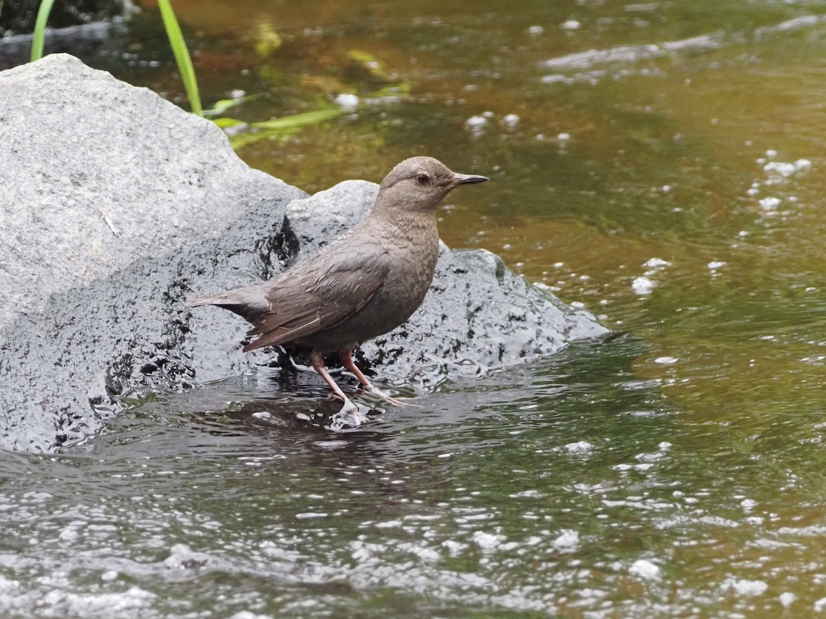 American Dipper - ML465935571