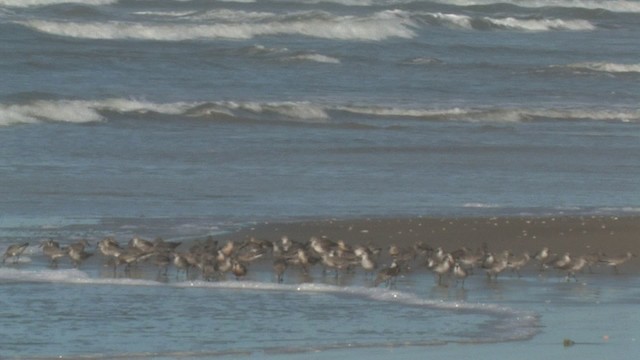 Red Knot - ML465936