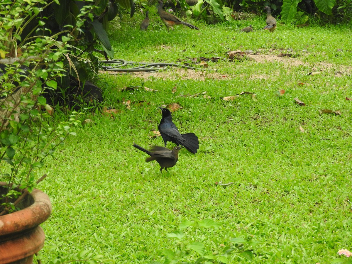 Great-tailed Grackle - Luis  Morales