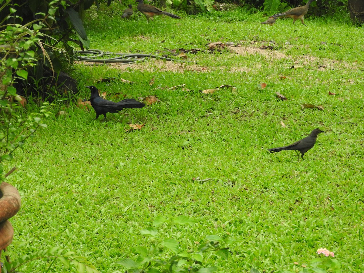 Great-tailed Grackle - ML465936101