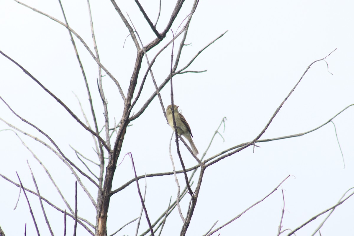 Western Flycatcher (Cordilleran) - ML465936781