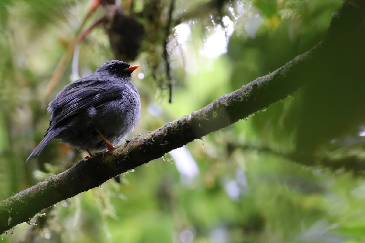 Black-faced Solitaire - ML465938161