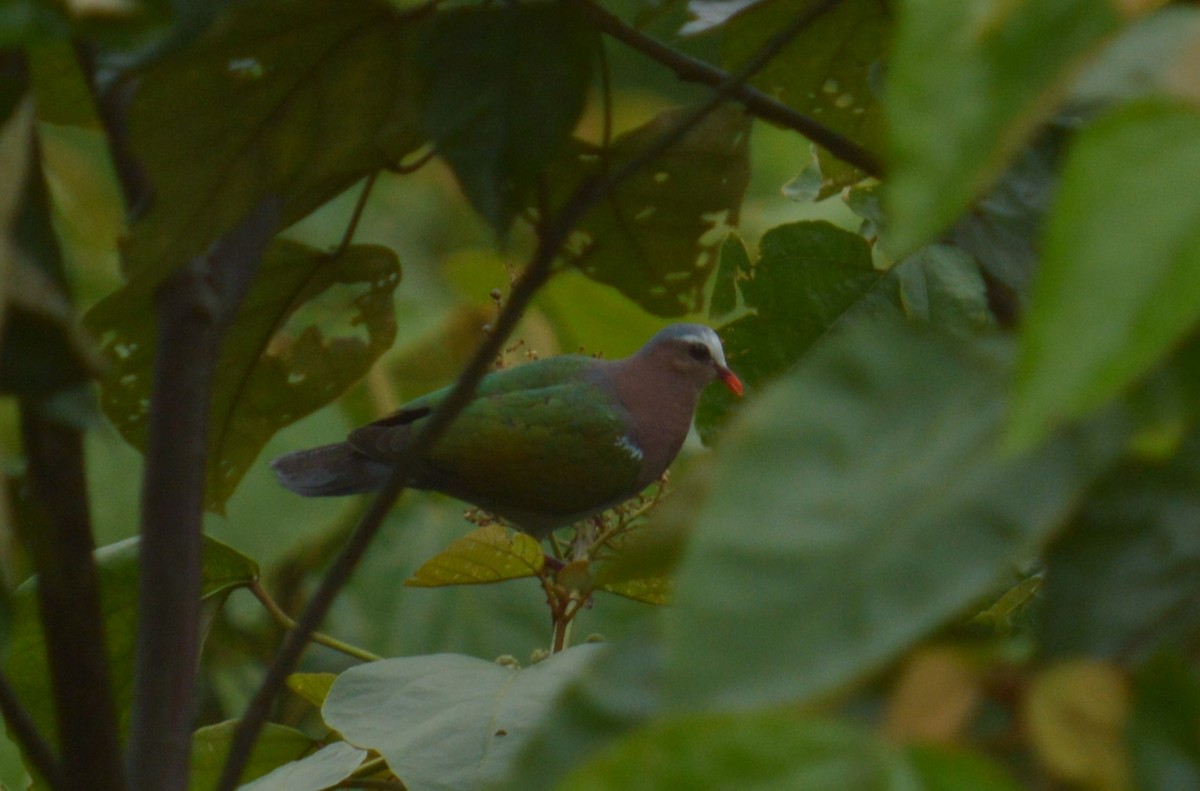 eBird Checklist - 23 May 2022 - Assam University, Silchar - 48 species ...