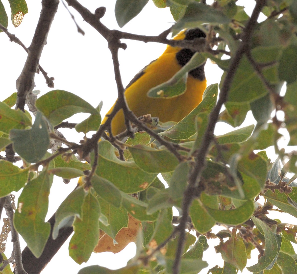 Hooded Oriole - ML465938871