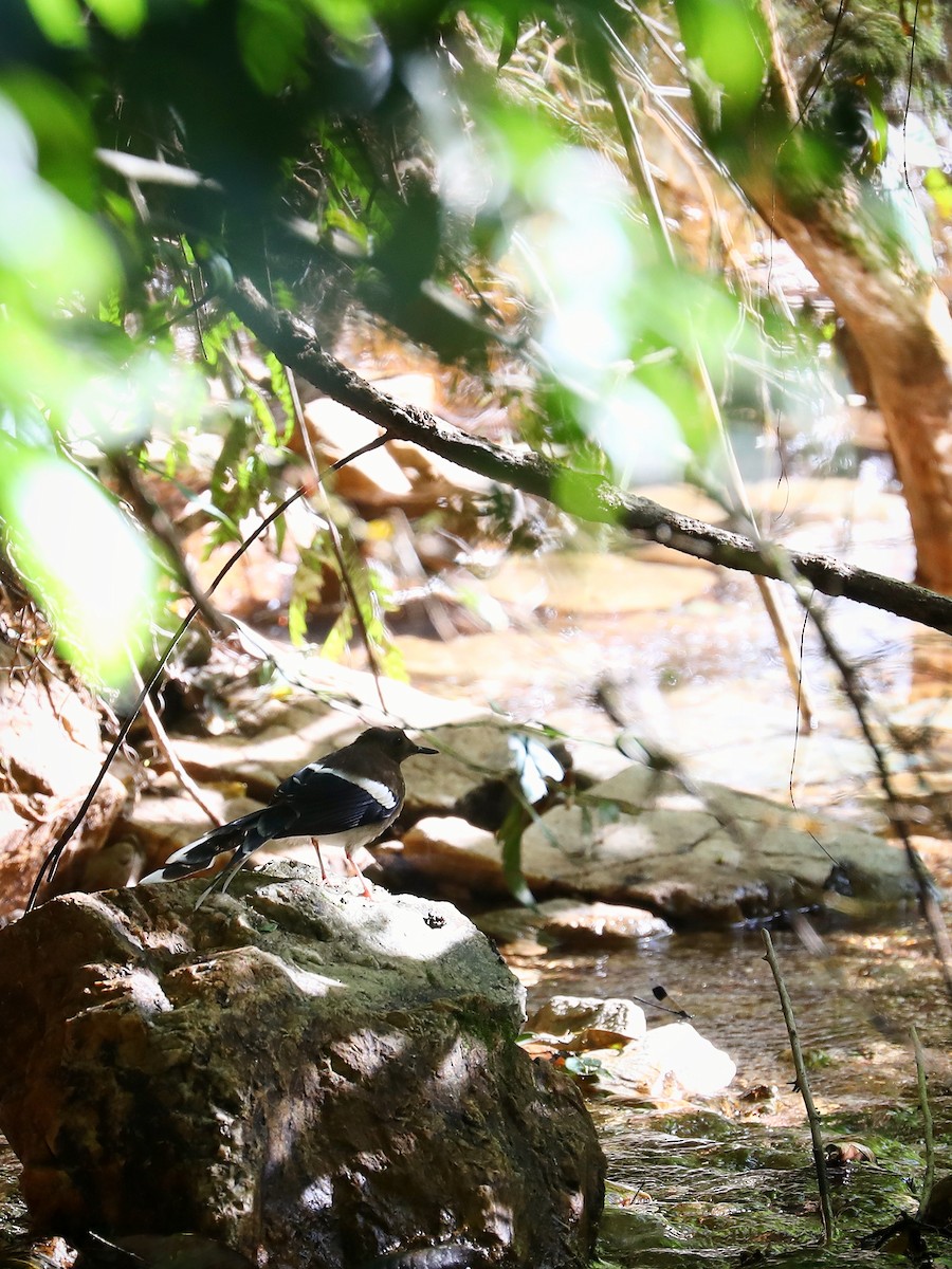 White-crowned Forktail - ML465941431