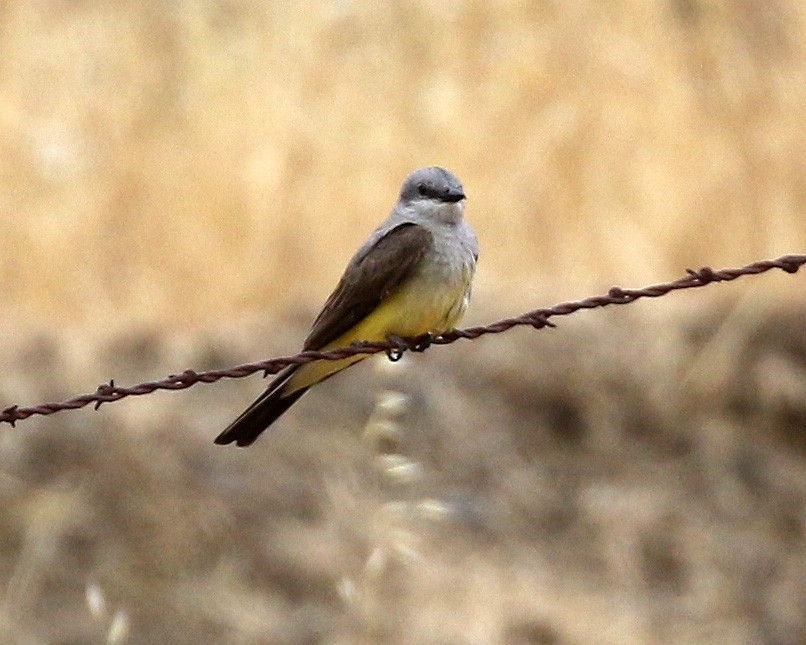 Western Kingbird - ML465941721