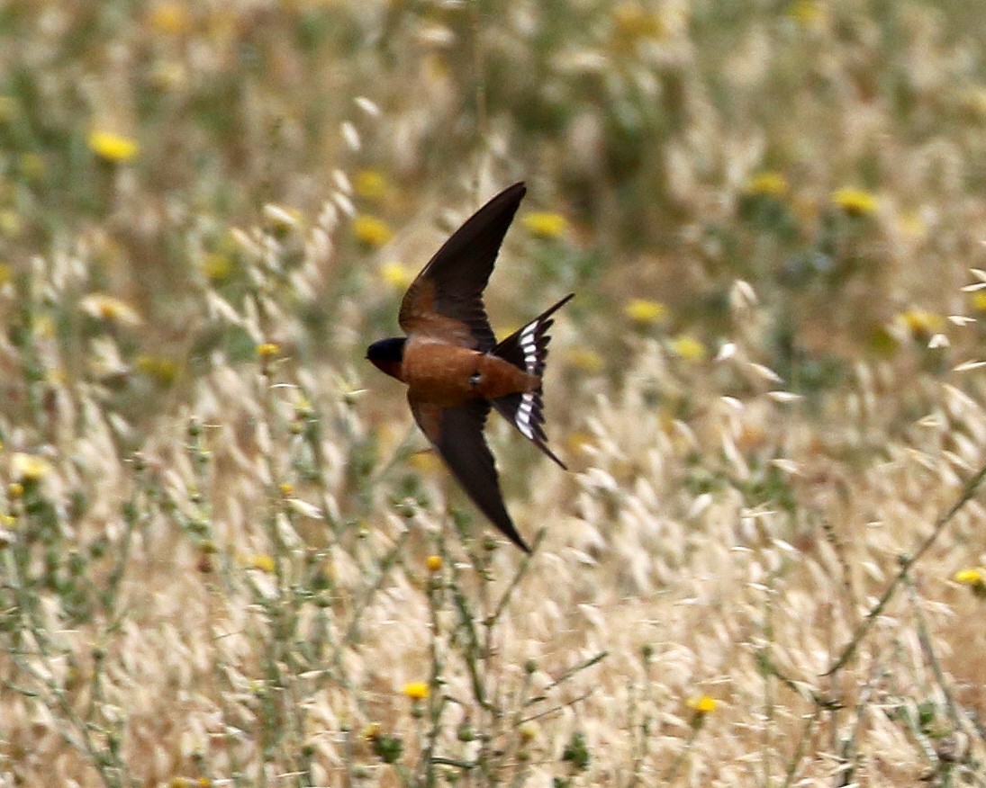 Golondrina Común - ML465941801