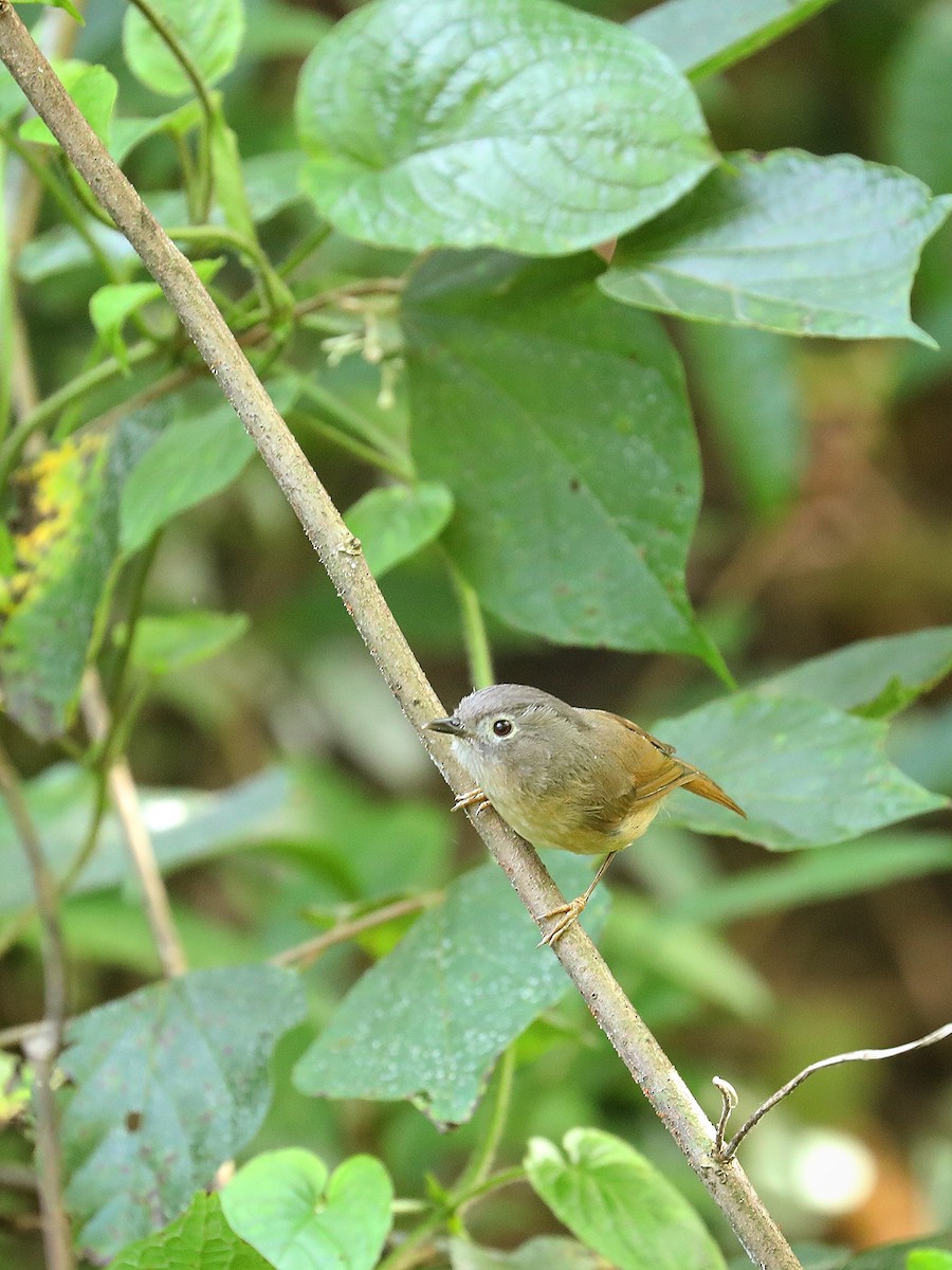 Huet's Fulvetta - ML465942171