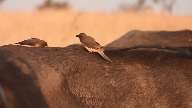 Yellow-billed Oxpecker - ML465943241