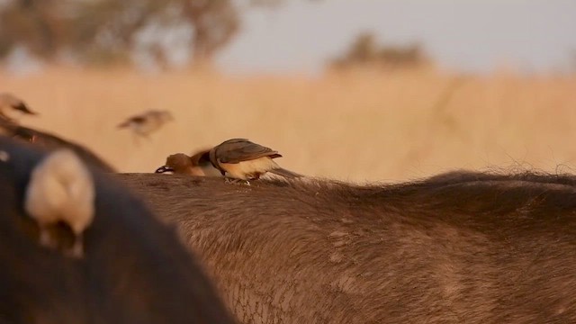 Yellow-billed Oxpecker - ML465943271