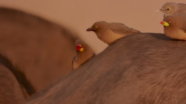 Yellow-billed Oxpecker - ML465943291