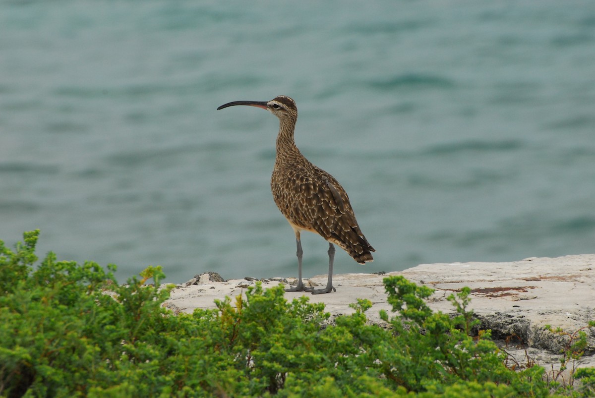 Whimbrel - Kristen Martyn