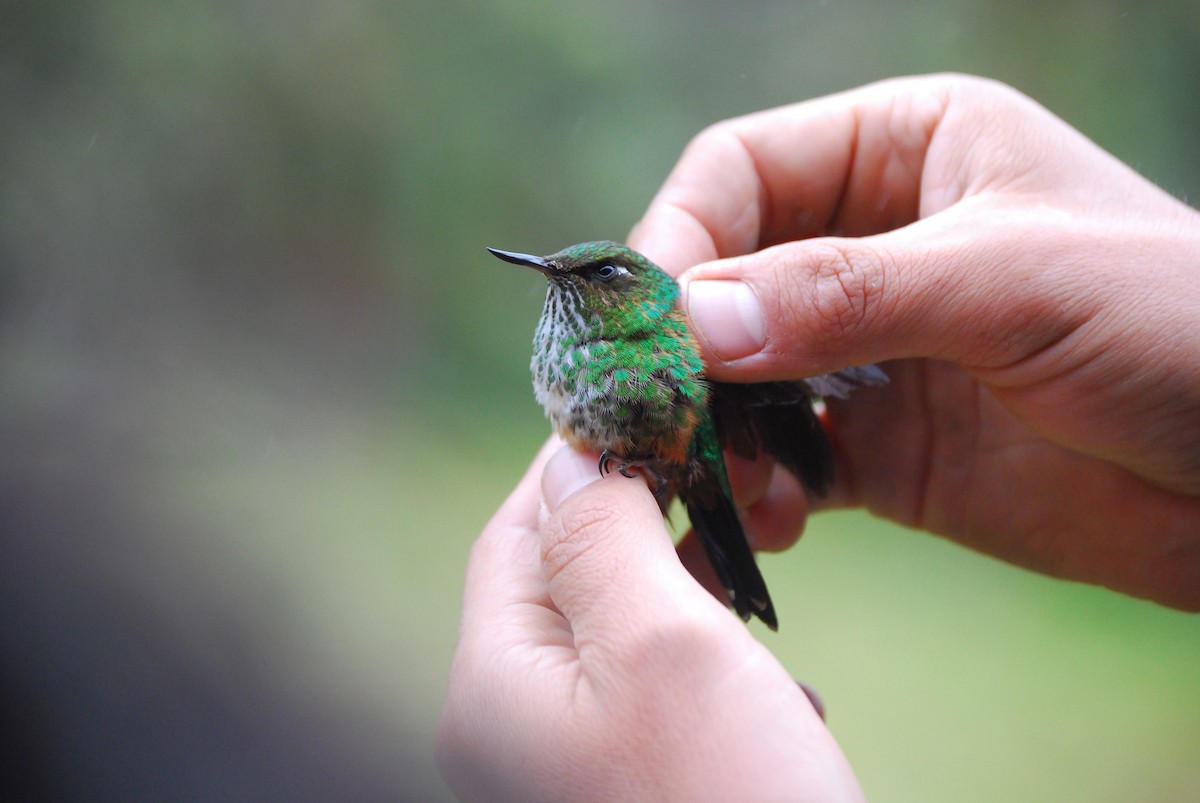 Fleckenbauchkolibri - ML465947151