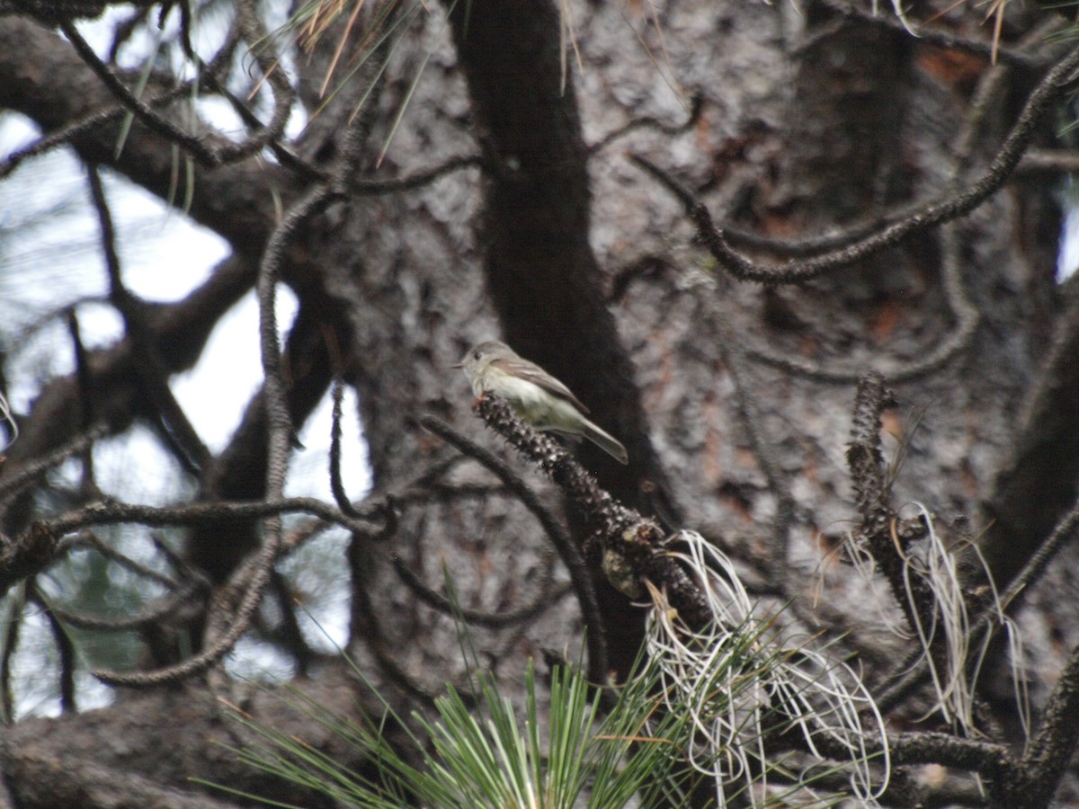 Dusky Flycatcher - ML465947211