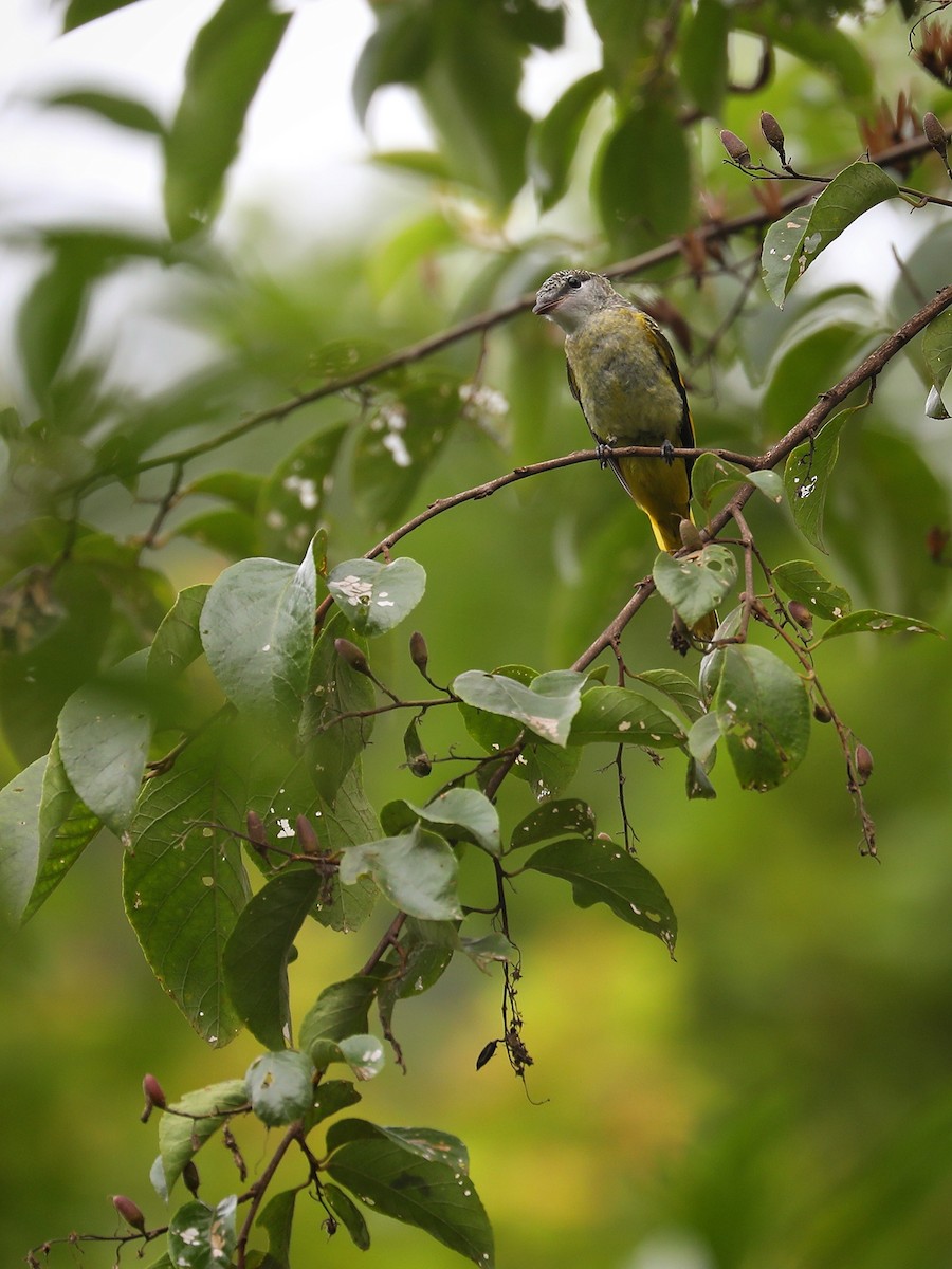 Minivet Gorjigrís - ML465950621