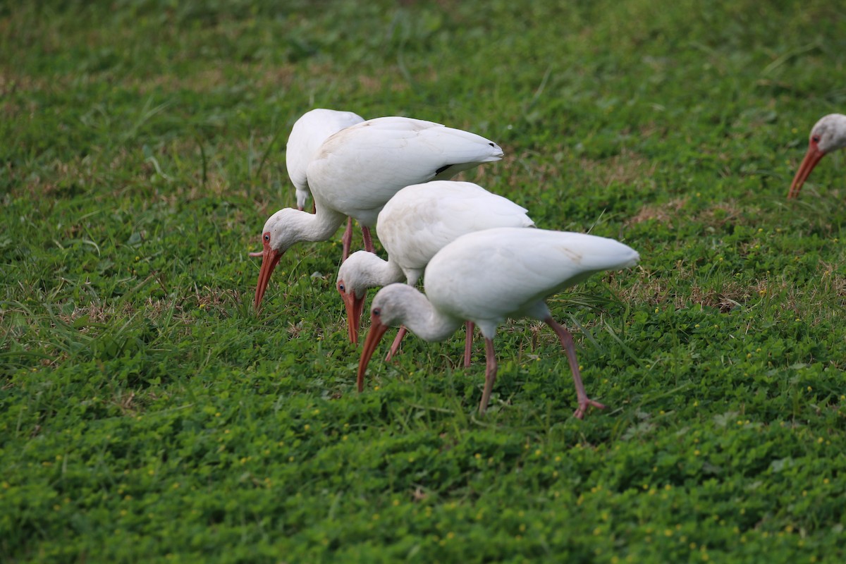 ibis bílý - ML46595071