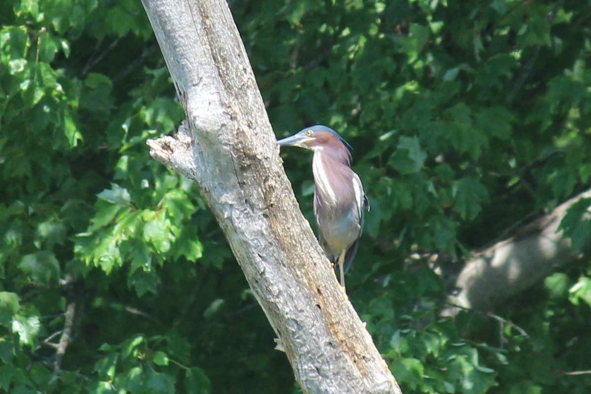 Green Heron - ML465950781