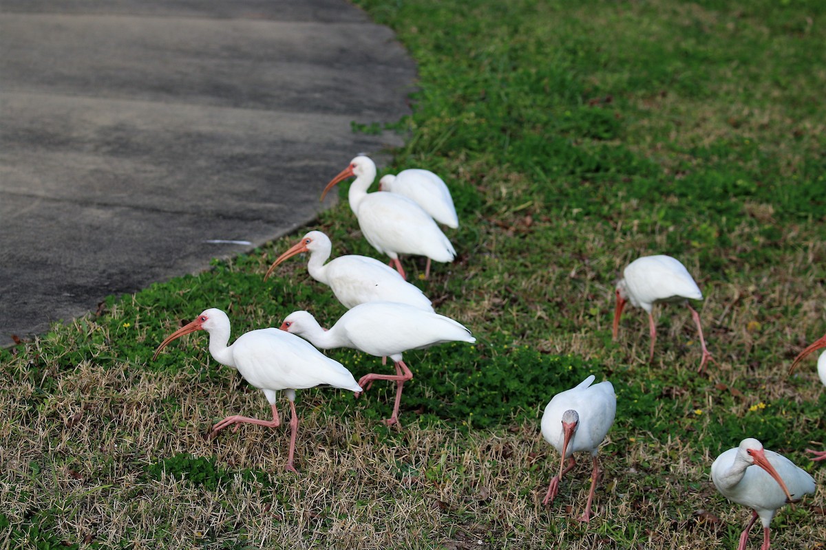 ibis bílý - ML46595131
