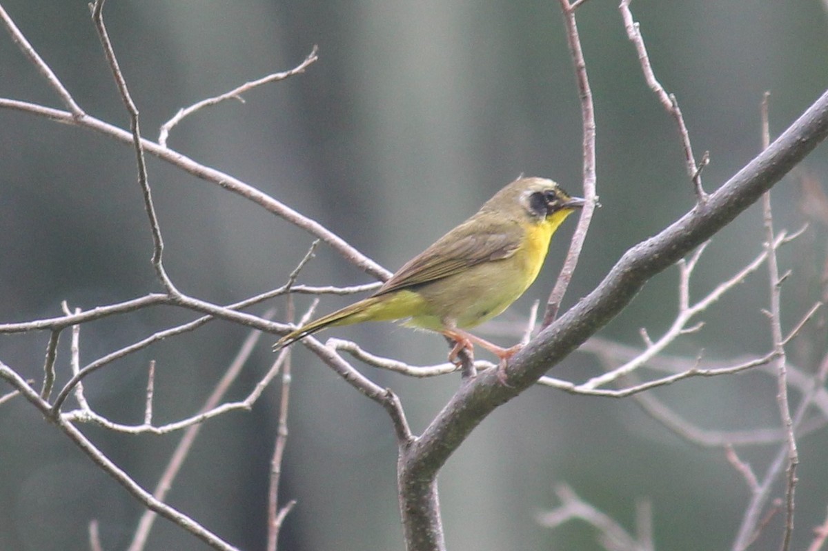 Common Yellowthroat - ML465951741