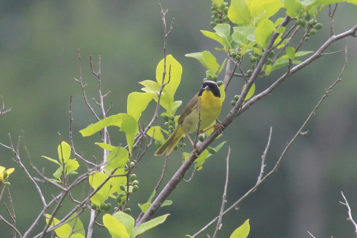 Common Yellowthroat - Patrick & Christine Tamborra