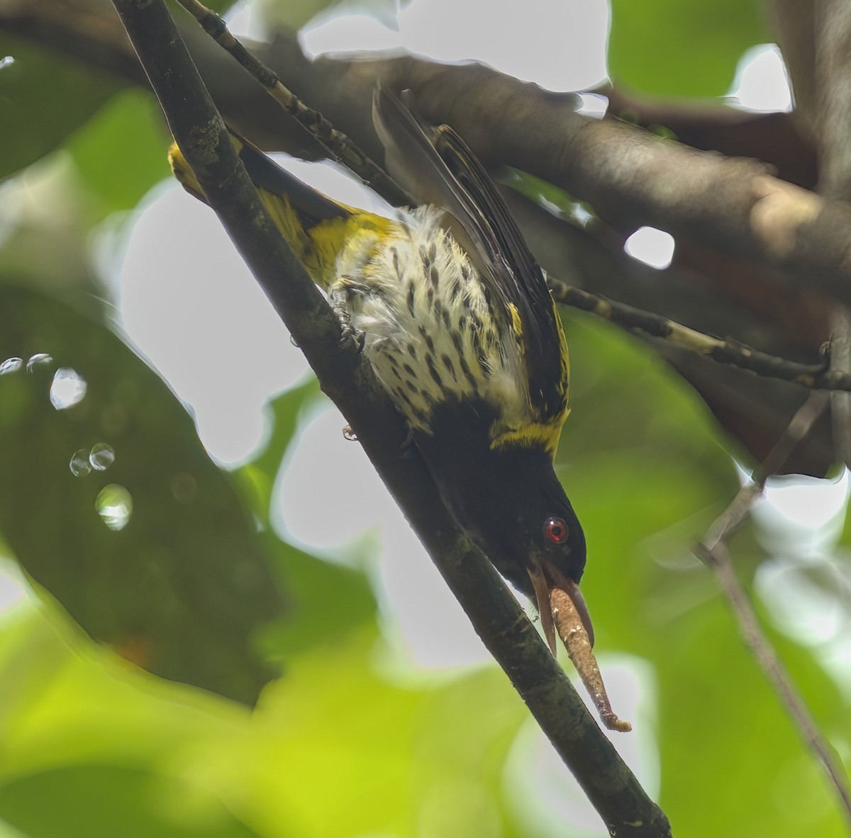 Dark-throated Oriole - ML465952171